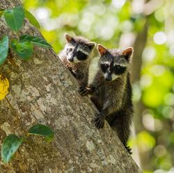 Raccoon Baby on Tree