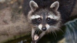 Raccoon Closeup Look Photo