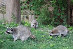 Raccoon in Green Grass