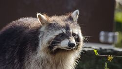 Raccoon Muzzle Striped
