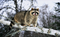 Raccoon On a Tree Branch