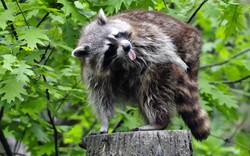 Raccoon Wild Animal Standing Tree Photo