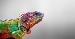 Rainbow Chameleon Wallpaper