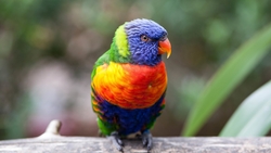 Rainbow Lorikeet Bird HD Wallpaper