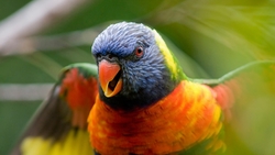 Rainbow Lorikeet Parrot HD Wallpaper