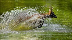 Raindeer Running in a Lake