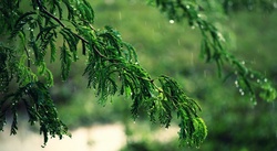 Rainfall in Branch