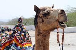 Rajesthani Camel HD Wallpaper