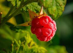 Raspberry Fruit on Tree