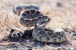 Rattle Snake In Attacking Position