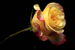 Ravishing Beauty of Yellow Rose
