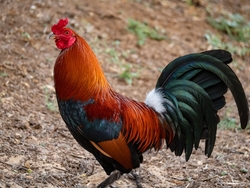 Red and Black Chicken Walking Photo