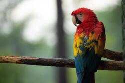 Red And Yellow Parrot on Tree Branch