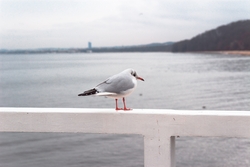 Red Billed Gull Standing Near River