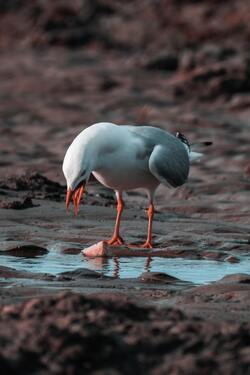 Red Billed Gull Standing Near Water