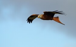 Red Bird Kite in Sky Wallpaper