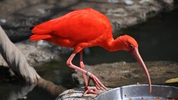 Red Bird Spoonbill
