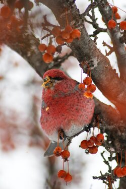 Red Birds in England on Red Berry Tree