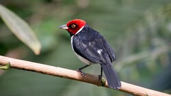 Red Capped Cardinal Bird HD Image