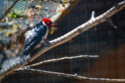 Red Capped Cardinal Bird Sitting on Tree