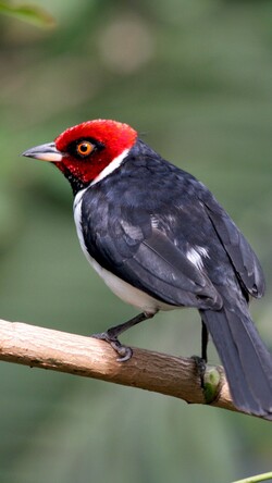Red Capped Cardinal Bird