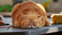 Red Cat Sleeping HD Wallpaper