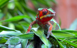 Red Chameleon Sitting On A Leaf