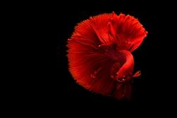 Red Color Fish 4K Wallpaper