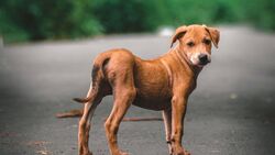 Red Dog Standing on Road
