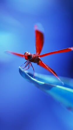 Red Dragon Fly Image
