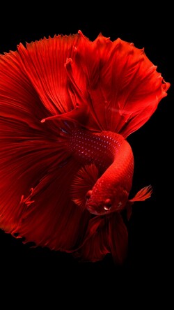 Red Fish Mobile Pic