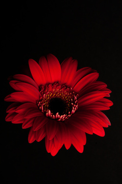 Red Flower Mobile Photo