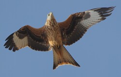 Red Kite Fly Under Sky