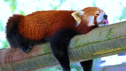 Red Lesser Panda Sleeping on Wood