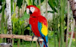 Red Macaw HD Wallpaper