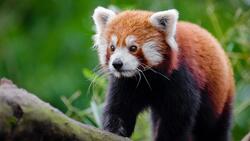 Red Panda 4K Wallpaper