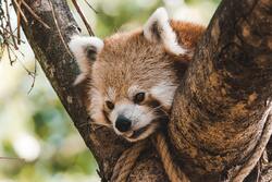 Red Panda Animal on Tree Ultra HD Photo