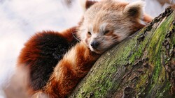 Red Panda Animal Photo