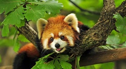 Red Panda Baby Image