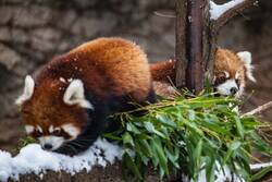 Red Panda Baby Ultra HD Wallpaper