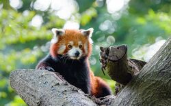 Red Panda HD Wallpaper