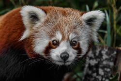Red Panda in Forest