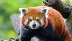 Red Panda Muzzle