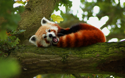 Red Panda On Branch Of Tree