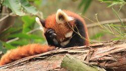 Red Panda Sleep Image