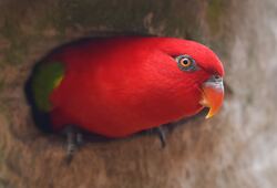 Red Parrot Close Up Look