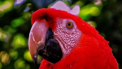 Red Parrot CloseUp Photo