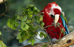 Red Parrot Eating