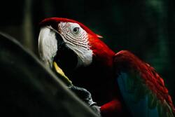 Red Parrot HD Wallpaper