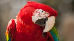 Red Parrot Photo